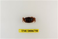 藏品(北方丑招潮蟹)的圖片